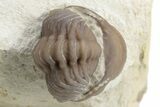Two Nice Paciphacops Trilobites (One Enrolled & One Prone) #226583-4